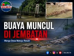 Buaya Muncul di Jembatan Gantung Matuju, Warga Awangpone Diliputi Kekhawatiran