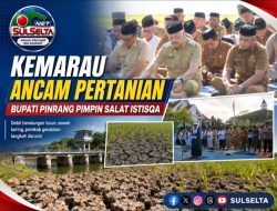 Kemarau Panjang, 75 Hektare Sawah Pinrang Kekeringan Parah