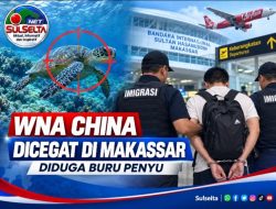WNA China Dicegat di Makassar, Diduga Buru Penyu