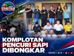 Polsek Lau Bongkar Komplotan Pencuri Tiga Sapi